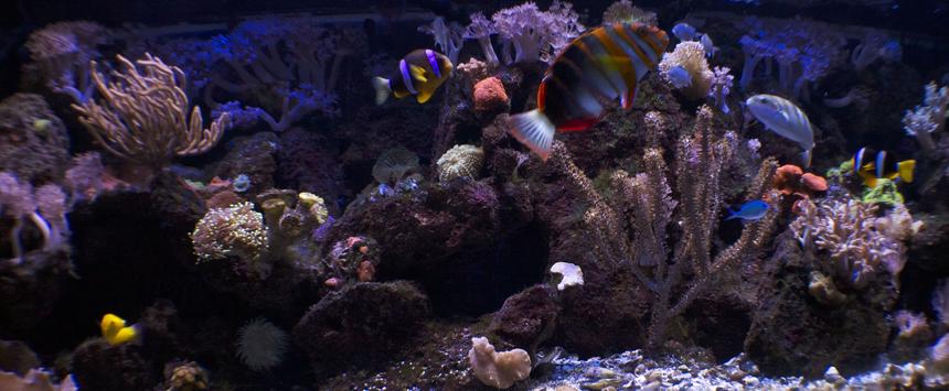 Rated #19: 180 Gallons Reef Tank - 180 reef