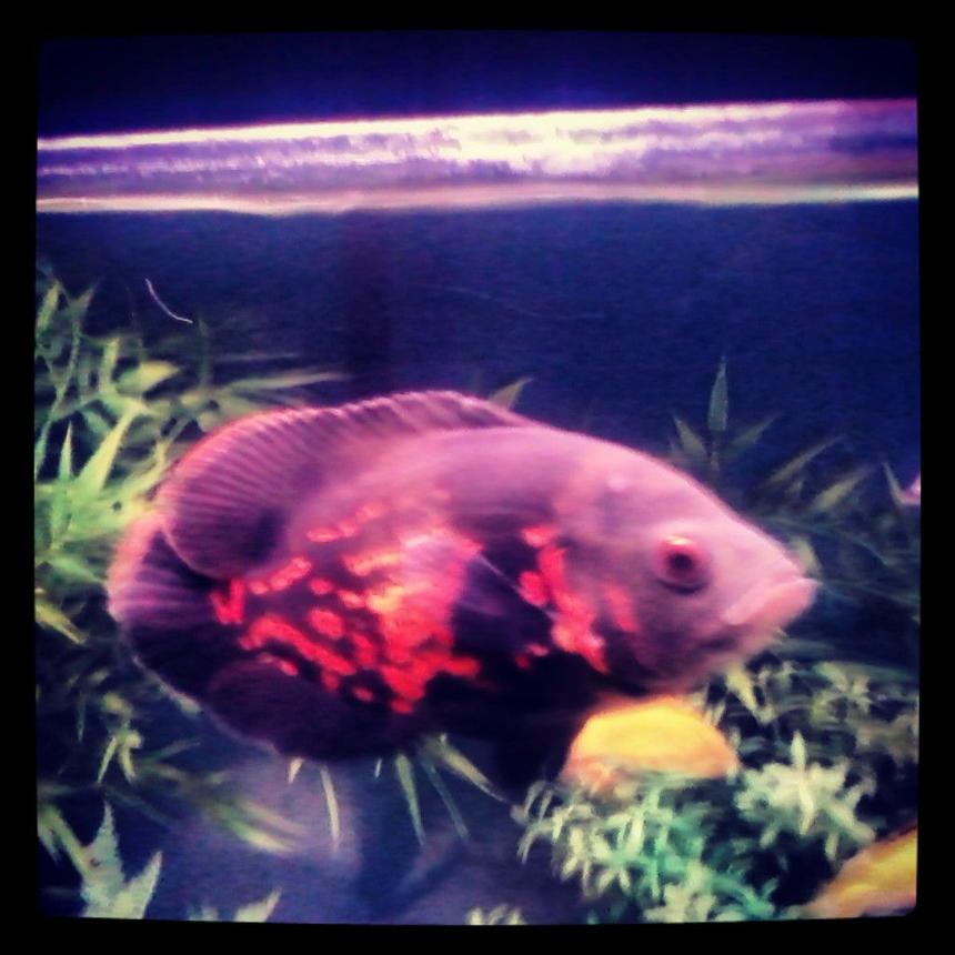 Rated #42: Freshwater Fish - Astronotus Ocellatus - Tiger Oscar Stocking In 40 Gallons Tank - Tiger Oscar