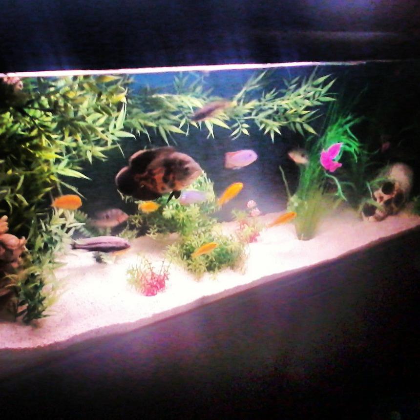 Rated #134: 40 Gallons Freshwater Fish Tank - new cichlid tank