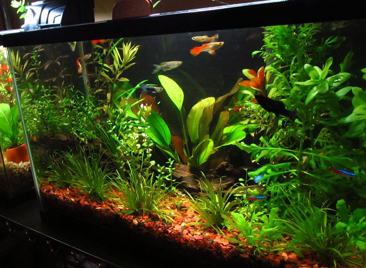 10 gallons planted tank (mostly live plants and fish) - 10 Galons