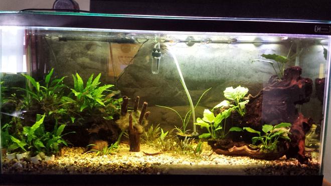 35 gallons planted tank (mostly live plants and fish) - My only tank.