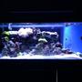 150 gallons reef tank (mostly live coral and fish) - 150 gallon reef tank