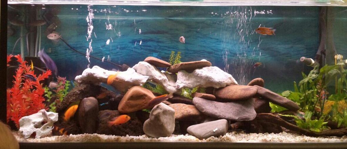 45 gallons freshwater fish tank (mostly fish and non-living decorations) - 4ft freshwater water aquarium with approx 18 mixed african cichlids and 1 clown loach and 1 cuckoo catfish.