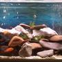 45 gallons freshwater fish tank (mostly fish and non-living decorations) - 4ft freshwater water aquarium with approx 18 mixed african cichlids and 1 clown loach and 1 cuckoo catfish.