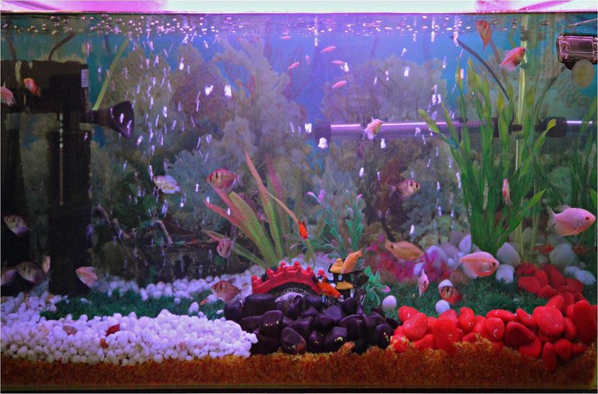 Rated #138: 37 Gallons Freshwater Fish Tank - My First Fresh Water Aquarium(30 Gal)