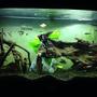 39 gallons freshwater fish tank (mostly fish and non-living decorations) - Angelfish and bogwood tank