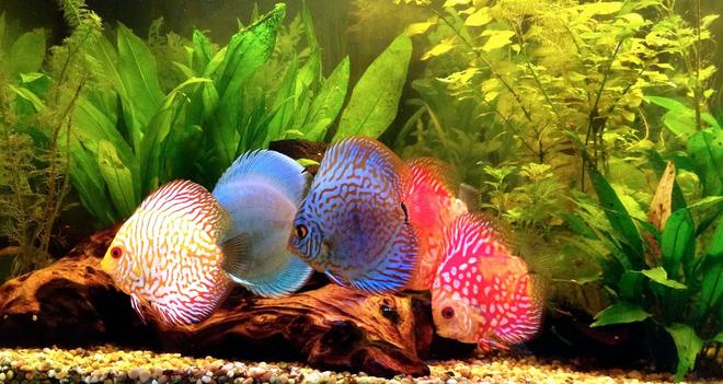 freshwater fish - symphysodon sp. - blue diamond discus stocking in 40 gallons tank - Discus