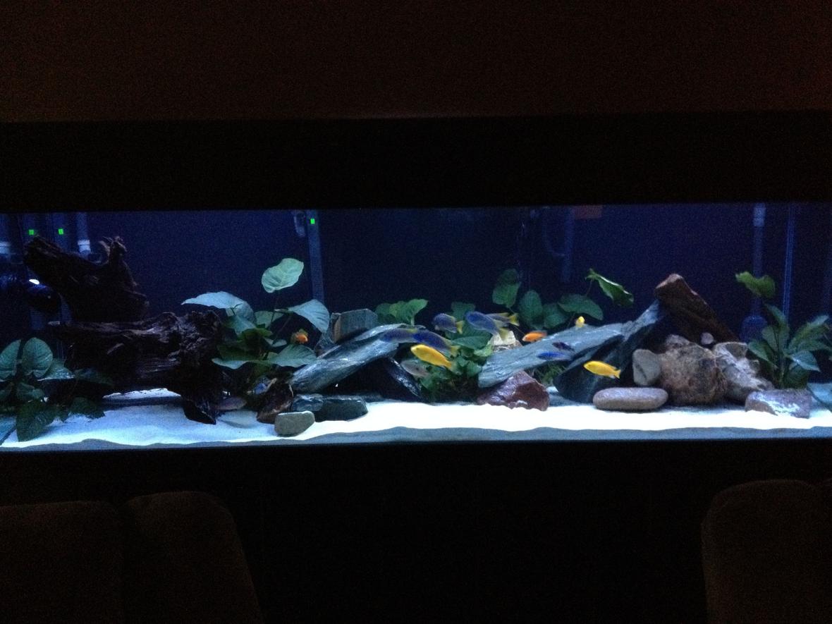 220 gallons planted tank (mostly live plants and fish) - planted cichlid tank