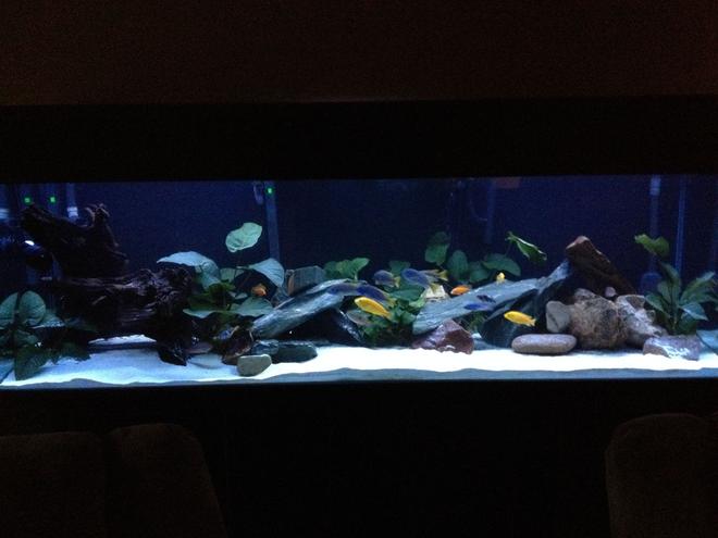 220 gallons planted tank (mostly live plants and fish) - planted cichlid tank