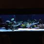 220 gallons planted tank (mostly live plants and fish) - planted cichlid tank