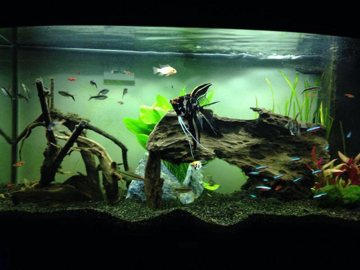 39 gallons freshwater fish tank (mostly fish and non-living decorations) - Penguin tetra, cardinal tetra and copper rasbora! Oh and 3 angelfish