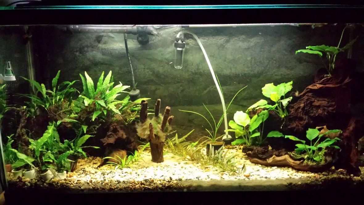 35 gallons planted tank (mostly live plants and fish) - Updated tank picture.