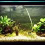 35 gallons planted tank (mostly live plants and fish) - Updated tank picture.