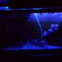 fish tank picture - With moon light mode.