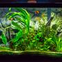 fish tank picture - Updated photo of my 20 gallon tank.