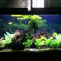 fish tank picture - Updated 2-2-14