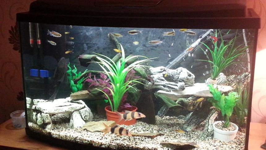 Rated #95: 23 Gallons Freshwater Fish Tank - Trying to create a happy place for the loaches and shark while creating a bit of freedom for my tetras