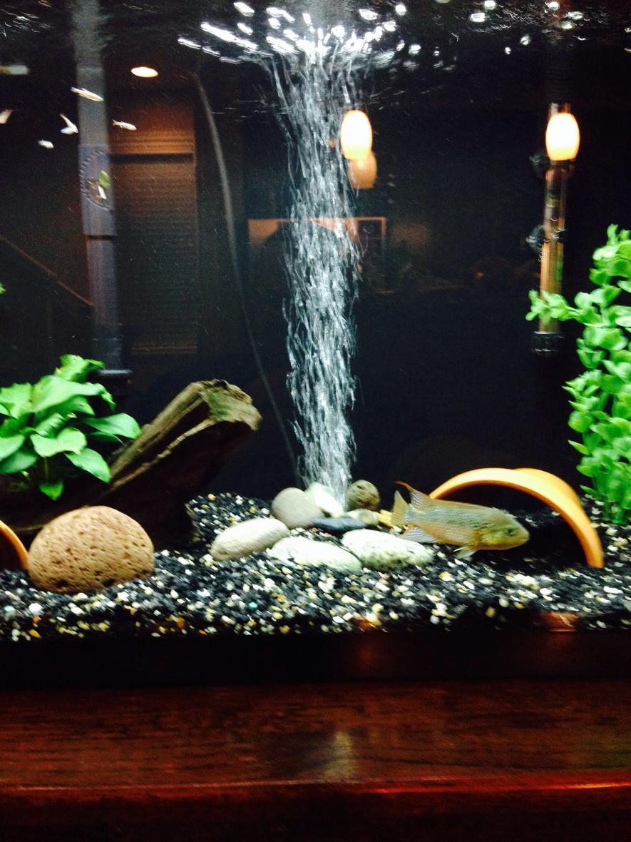 Rated #130: 29 Gallons Freshwater Fish Tank - 29 grow out