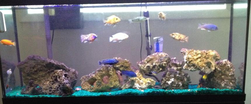 Rated #99: 55 Gallons Freshwater Fish Tank - African Cichlid Tank