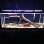 fish tank picture - stump and brick came from the river. My wife was kind enough to drag this one home for me. Turned out beautiful in the tank. Found the brick while out fishing shallows in the kayak. Tossed it in the milk crate and brought it home. This tank has nothing but marbled crayfish now.