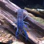 corals inverts - cherax destructor - blue knight lobster stocking in 120 gallons tank - beautiful marbled crayfish. have no idea why they are blue. i also have some that are red.