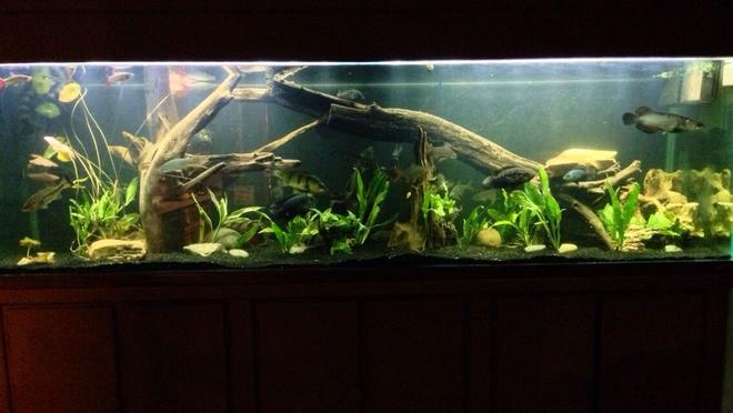 250 gallons planted tank (mostly live plants and fish) - 250g predator tank with a gourami