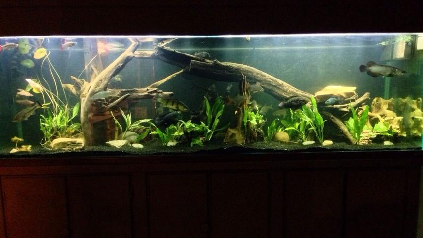 Rated #20: 250 Gallons Planted Tank - 250g predator tank with a gourami