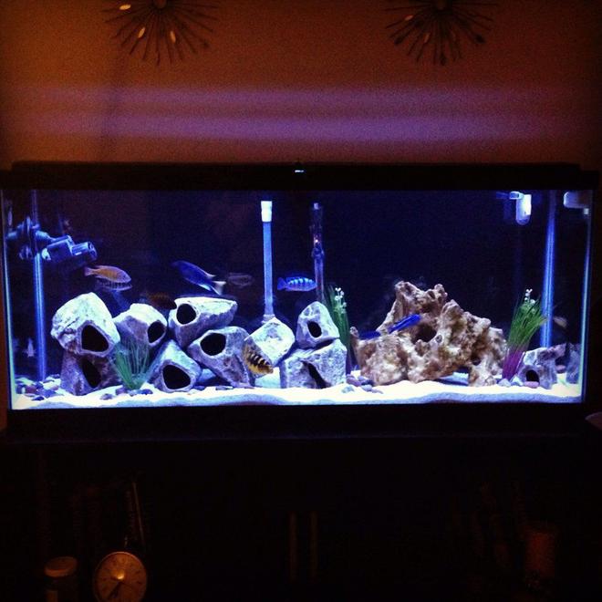 55 gallons freshwater fish tank (mostly fish and non-living decorations) - 55 gallon cichlid tank