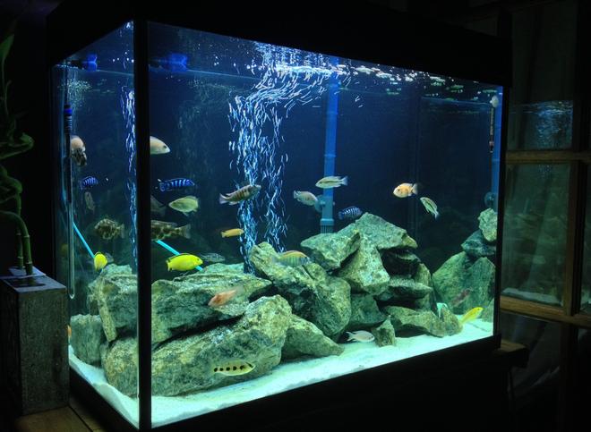 44 gallons freshwater fish tank (mostly fish and non-living decorations) - New Tank Set-up