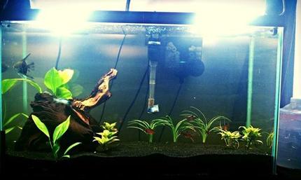 100 gallons planted tank (mostly live plants and fish) - 30 gallon. Angelfish,Serpae tetras,   electric blue acaras, Pearl Gouramis and aBushy Nose Pleco.