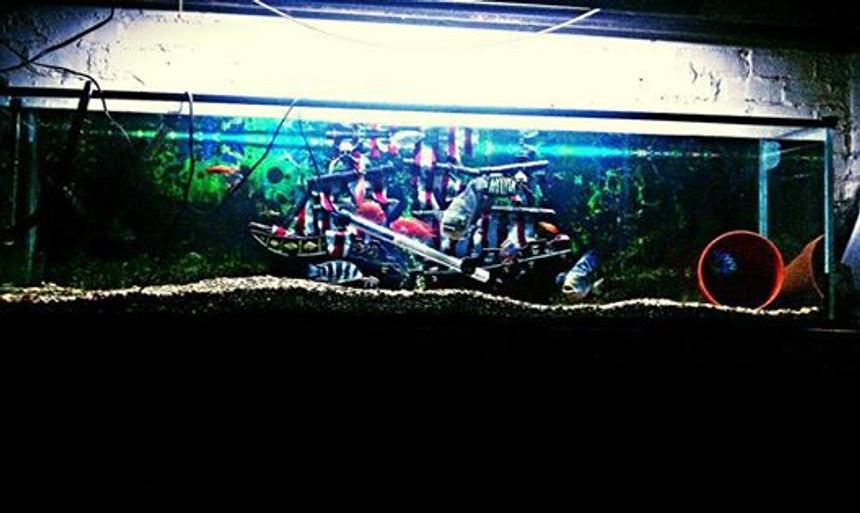 Rated #141: 100 Gallons Freshwater Fish Tank - 125 gallon. 1 Oscar, 3 Jack Dempseys,2 severums,1 Red devil,1 Frontosa,1 Peacock, 1 Discus,2 Blue gouramis. 1 redtail catfish and one common pleco.