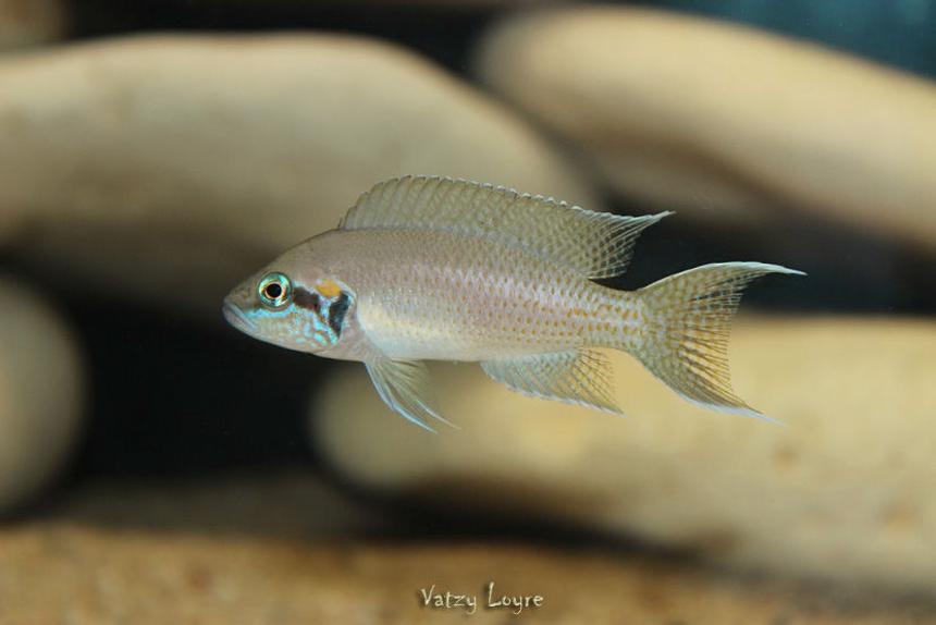 Rated #22: Freshwater Fish - Neolamprologus Brichardi - Brichardi Cichlid Stocking In 90 Gallons Tank - Neolamprologus brichardi