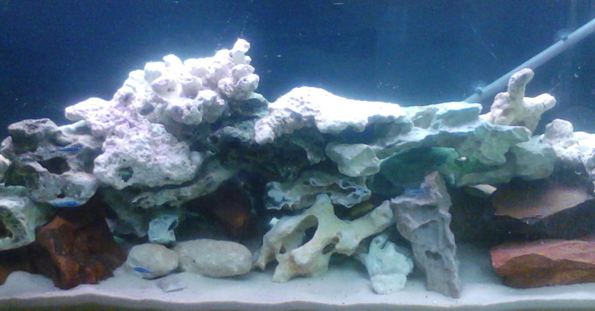 55 gallons freshwater fish tank (mostly fish and non-living decorations) - This is my cichlid tank. It has all rock and sand. With yellow labs and maingano