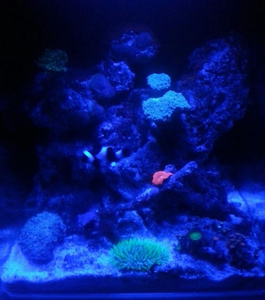 Rated #40: 55 Gallons Reef Tank - Nano reef 20l