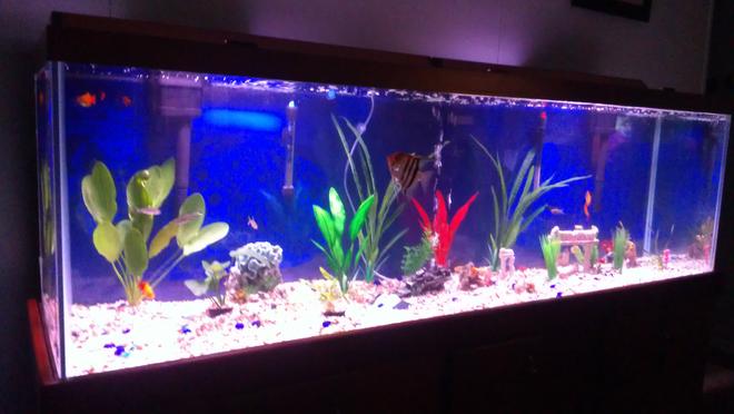 135 gallons freshwater fish tank (mostly fish and non-living decorations) - Freshwater, 3 live plants on left side of tank. Deep blue background. 24 peaceful fish.