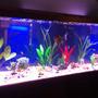 135 gallons freshwater fish tank (mostly fish and non-living decorations) - Freshwater, 3 live plants on left side of tank. Deep blue background. 24 peaceful fish.