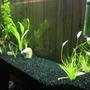 fish tank picture - Another tank picture :)