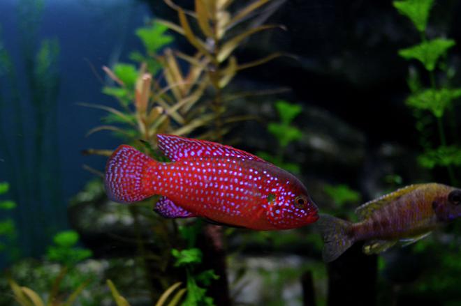 freshwater fish - hemichromis bimaculatus - jewel cichlid stocking in 70 gallons tank - red Jewel Cichlid