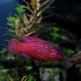 freshwater fish - hemichromis bimaculatus - jewel cichlid stocking in 70 gallons tank - red Jewel Cichlid