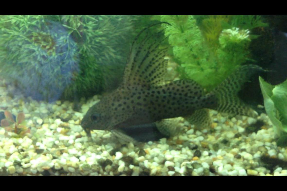 freshwater fish - synodontis eupterus - synodontis eupterus catfish stocking in 60 gallons tank - Feather fin catfish