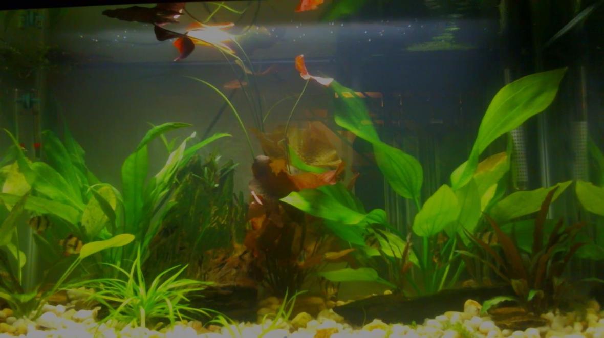 30 gallons planted tank (mostly live plants and fish) - my 30 gallon jungle