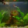 30 gallons planted tank (mostly live plants and fish) - my 30 gallon jungle