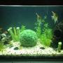 60 gallons freshwater fish tank (mostly fish and non-living decorations) - Updated