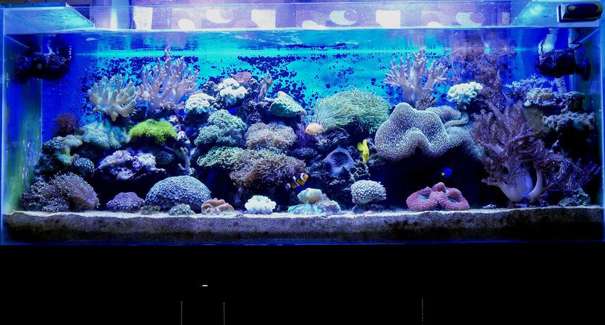 Rated #5: 100 Gallons Reef Tank - 100G Mixed Reef Tank
with Softies,LPS & SPS