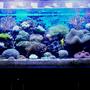 100 gallons reef tank (mostly live coral and fish) - 100G Mixed Reef Tank with Softies,LPS & SPS