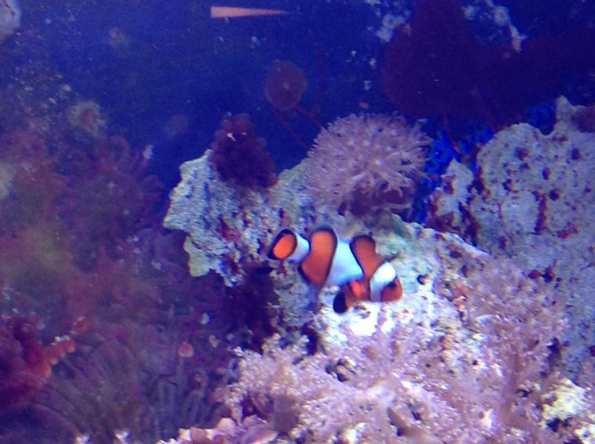 Rated #10: Saltwater Fish - Amphiprion Ocellaris - Ocellaris Clownfish Stocking In 55 Gallons Tank - Clown fish