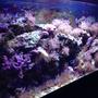 55 gallons saltwater fish tank (mostly fish, little/no live coral) - Tank