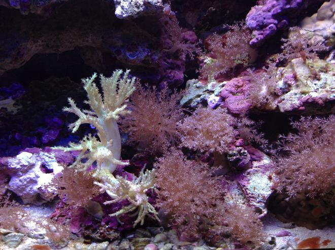 corals inverts - seriatopora hystrix - birdsnest coral stocking in 55 gallons tank - Corals