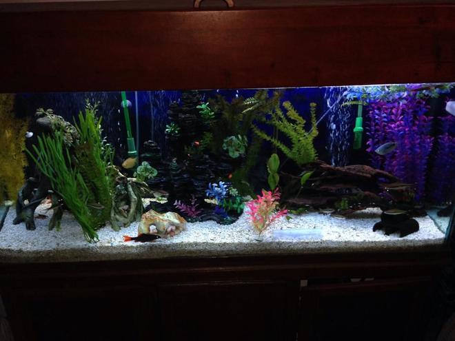 125 gallons freshwater fish tank (mostly fish and non-living decorations) - 125 gallon tall.