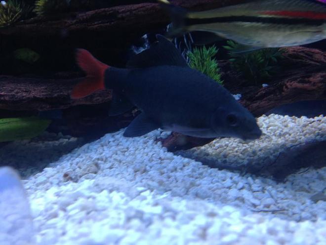 freshwater fish - epalzeorhynchos bicolor - redtail shark stocking in 125 gallons tank - 5 1/2 inch redtail shark. he is the boss of the 125 gallon